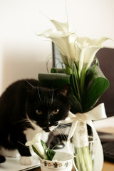 cute funny black and white cat with wedding luxury bouquet of calla in the morning