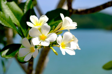 Plumeria 