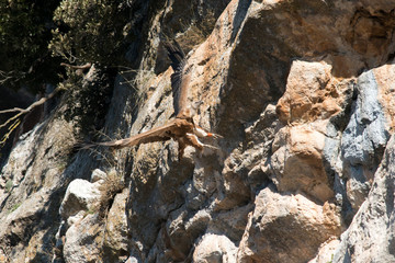 Grifone (Gyps fulvus) - località Petrella Liri (Aq)