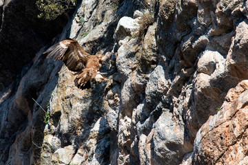 Grifone (Gyps fulvus) - località Petrella Liri (Aq)