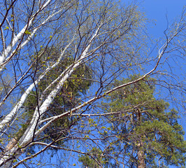 Obraz premium green twigs in the spring among the trees and forests against the sky