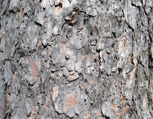 wood texture grey brown wood bark