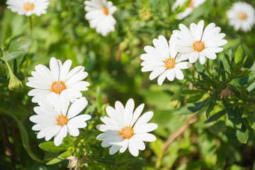 White flowers in a garden in spring