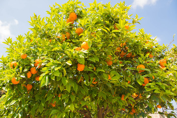 Orange tree in spring with Mediterranean climate, orange is a fruit that contains a lot of vitamin C