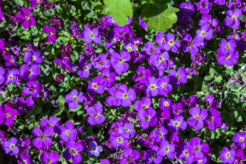 Aubretia or Aubrieta low spreading hardy evergreen perennial flowering plants with multiple dense small violet flowers with yellow center. Flower carpet in the garden on a warm sunny day.