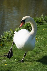 swan standing on one leg at lake