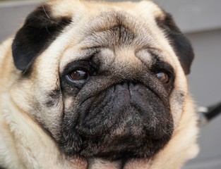 Obraz premium portrait of a pug, close up