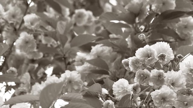 Black and white sepia toned floral spring background. Closeup view of beautiful sakura blooming tree.