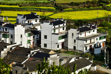 Fototapeta premium Spring rape blossoms in the mountain village in Wuyuan, Shangrao, Jiangxi, China.