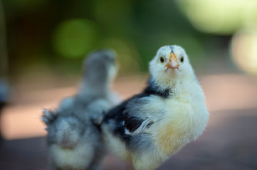 Three chicks