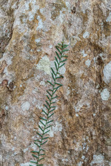 green leaf on tree in nature forest