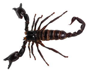 black scorpion isolated on white background (PANDINUS LONGIMANUS)