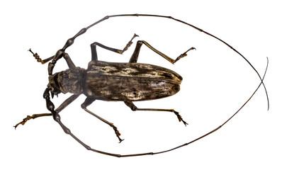 beetle batocera wallacei in frame isolated on white background