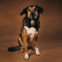 Brown and black mongrel dog sitting in studio on brown blackground and looking at camera