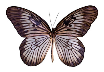 Fototapeta premium Color butterfly, isolated on white background with clipping path