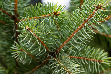 Naklejka na ściany i meble green prickly branches of a fur-tree or pine