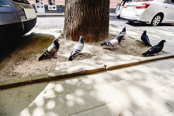 Obraz premium a group of pigeons on the city street in sunny spring time flying up