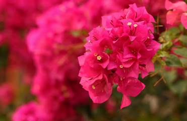 Bougainvillea