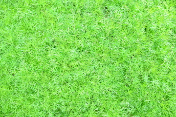 Green Leaves Texture Background, Suitable for Nature Concept.