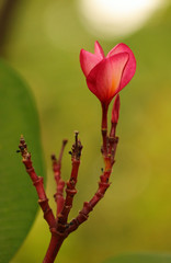 Pink and Yellow Pagoda flowers 