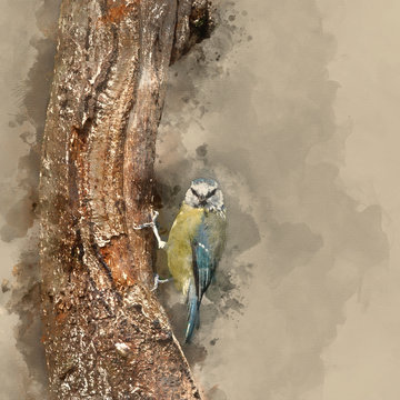Watercolour painting of Beautiful Blue Tit Cyanistes Caeruleus on tree in woodland landscape setting