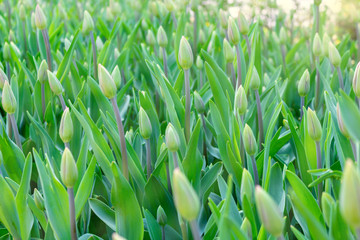 Picturesque green tulips fresh flowers at a blurry soft focus background close up bokeh 