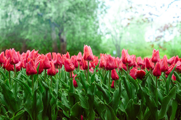Tulips in the flower garden.