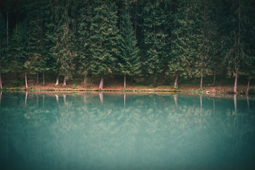 Lake in the forest with beautiful reflection. Moody tones of forest. 