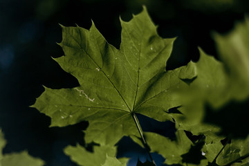 Fototapeta na wymiar Green leaf maple