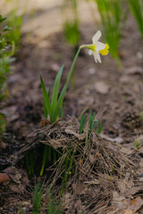 Beautiful flower daffodil on green stalk raised needles