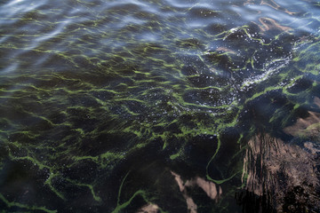 Abstract background with green divorces