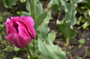 pink tulip  in the garden