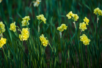 Green glade from white and yellow colors of narcissuses on a spring decline, in sunshine. Beautiful nature.