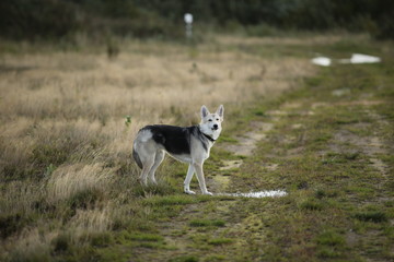 Front view at husky dog walking on a green meadow looking at camera. Green trees and grass background.