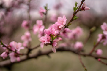 Fototapeta na wymiar Branch of blooming peach close up natural light in spring garden