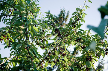 kirschen, kirschenbaum, baum, obst, zweige, äste, pflanze, himmel, essen, bio, natur