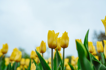 Fototapeta premium Tulips in the flower garden.