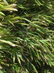 foglie di bamboo Maui