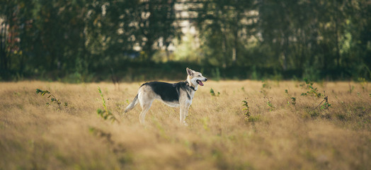 Naklejka premium Front view at husky dog walking on a green meadow looking aside. Green trees and grass background.