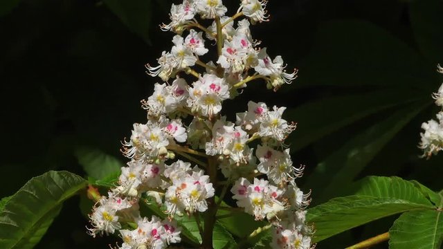 Flowers of Horse-chestnut ( Aesculus hippocastanum) during the spring season