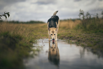 Front view at husky dog drinks water from a puddle on a green meadow. Green trees and grass...