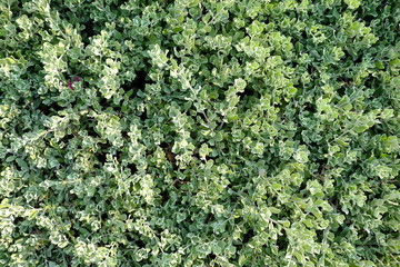 Leaves Fence Texture Background.