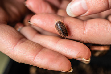 bug crawling on finger