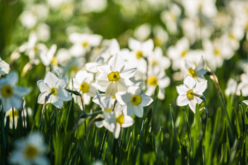 Green glade from white and yellow colors of narcissuses on a spring decline, in sunshine. Beautiful nature.