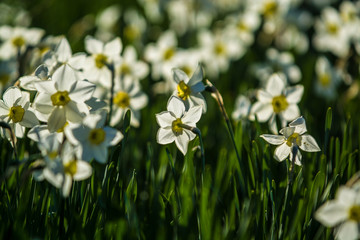 Green glade from white and yellow colors of narcissuses on a spring decline, in sunshine. Beautiful nature.