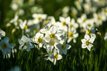 Green glade from white and yellow colors of narcissuses on a spring decline, in sunshine. Beautiful nature.
