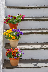Staircase with flowering violets in pots