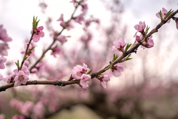 Branch of blooming peach close up