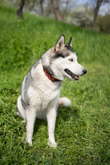 Gray dog ​​breed Husky on green juicy spring grass looking away