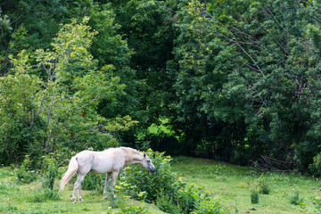 Obraz na płótnie Canvas White horse eating grass in a meadow